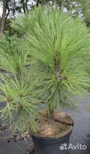 Сосна джеффри семена