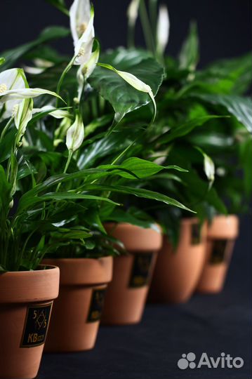 Комнатные цветы