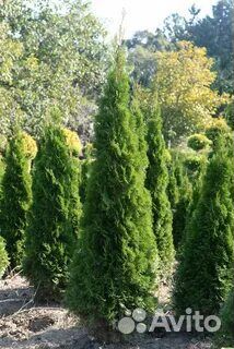 Туя доставка