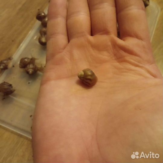 Улитки ахатины