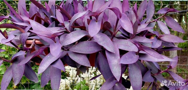 Продам/обменяю Традесканцию пурпурную