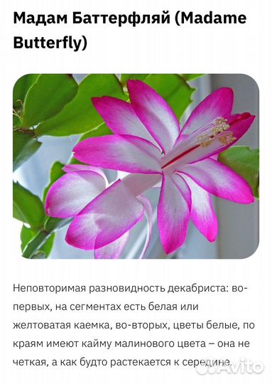 Декабрист шлюмбергера сортовые