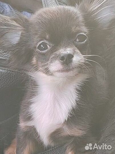 Чихуахуа мальчик мини