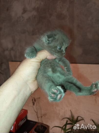 Британские вислоухие котята