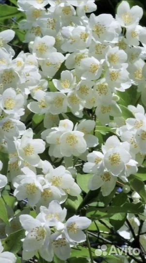 Жасмин чубушник