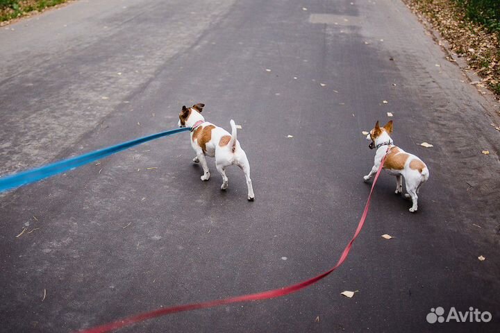 Выгульщик собак