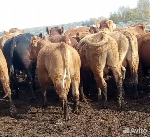 Бычки и телки породы Герефорд и Лимузин