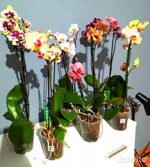 Орхидея фаленопсис, цветы, растения. Отправляю