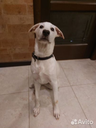 В добрые руки девочка-метис лабрадора