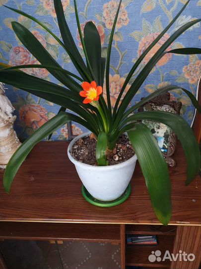 Комнатные цветы кливия