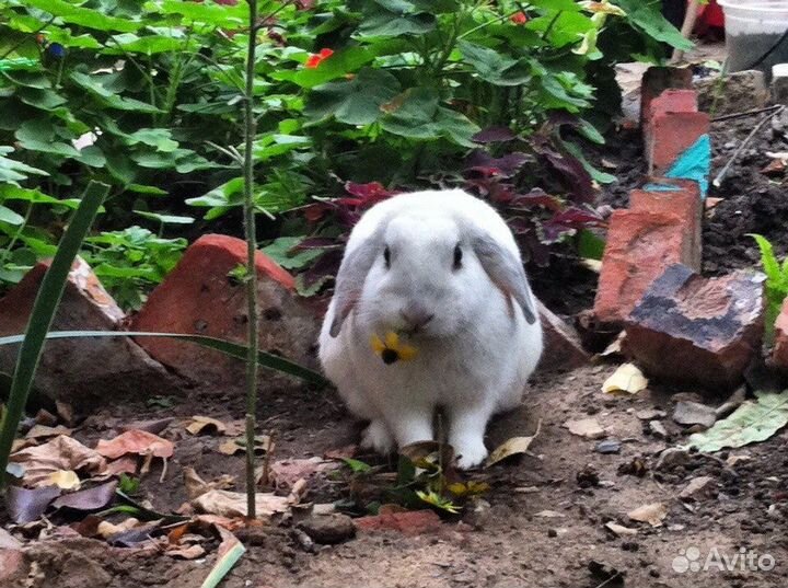 Передержка мелких животных