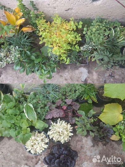 Цветы для сада