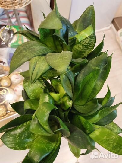 Продам цветы комнатные