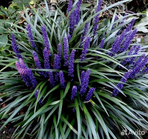 Многолетники лириопе и офиопогон