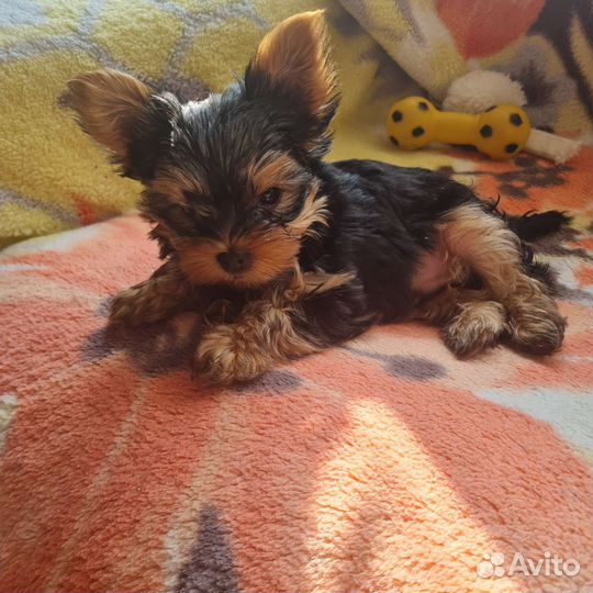 Йоркширский терьер