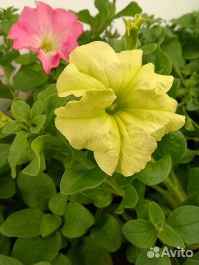 Рассада петунии