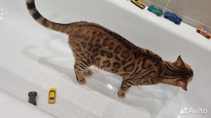 Бенгальский кот