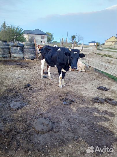 Корова и козы