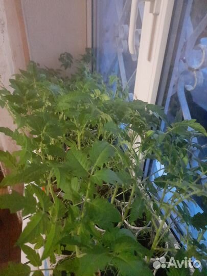 Продам рассаду томатов