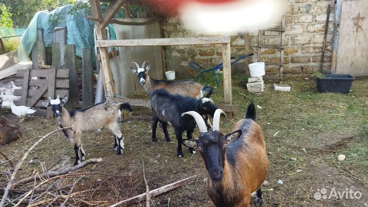 Венгерские козочки