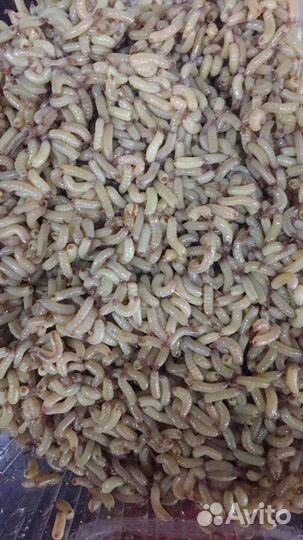 Червь, мотыль, опарыш(силиконовые)