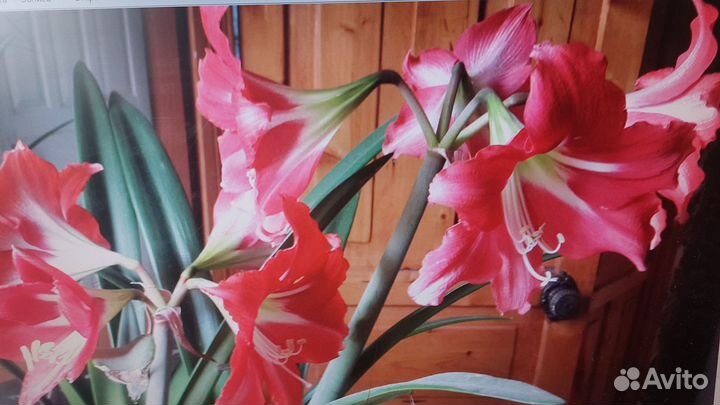 Цветок Амараллис