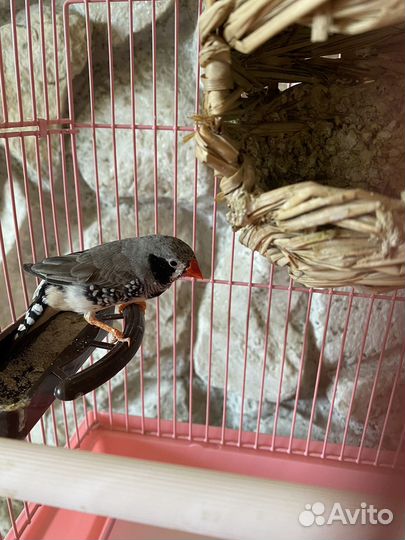 Продам птиц