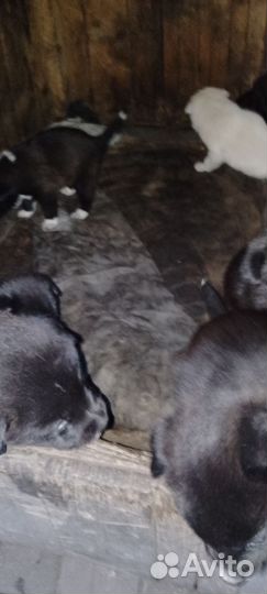 Собака в добрые руки