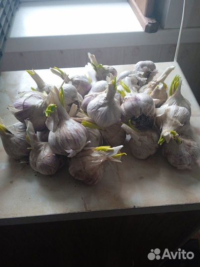 Продам чеснок