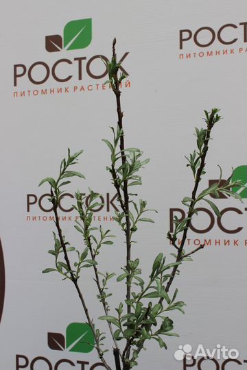 Саженцы облепиха Эссель