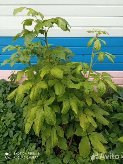 Элеутерококк