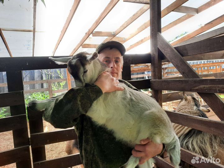 Козлята процентные