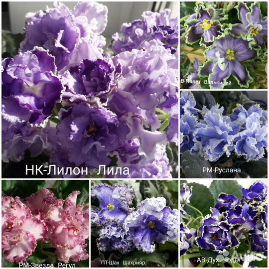 Фиалка,детки сортовых фиалок