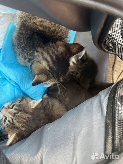 Котята в добрые руки