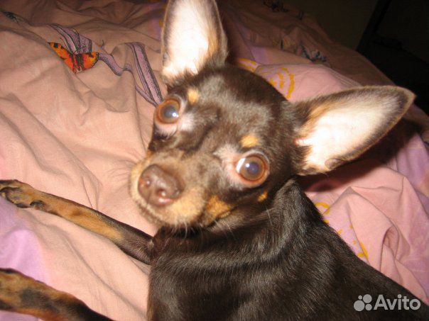 Той-терьер щенки