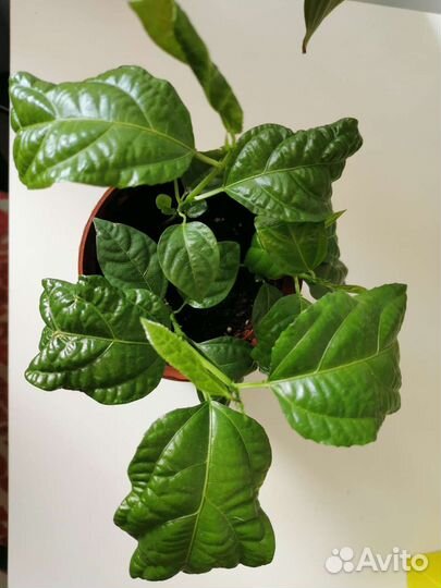 Пассифлора маракуйя