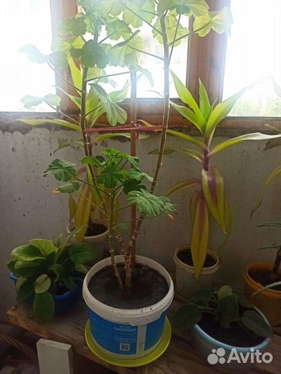 Алоэ лечебный