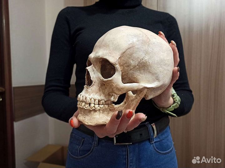 Большой череп