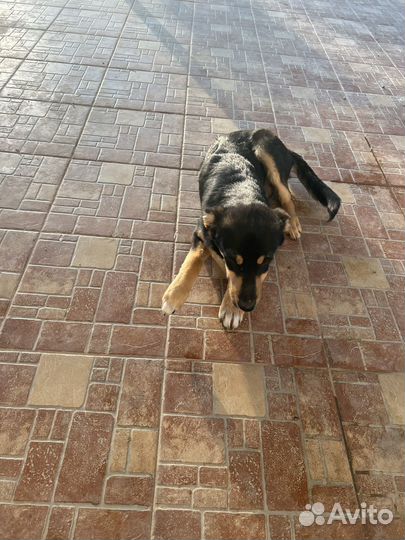 Собака в добрые руки отдам бесплатно