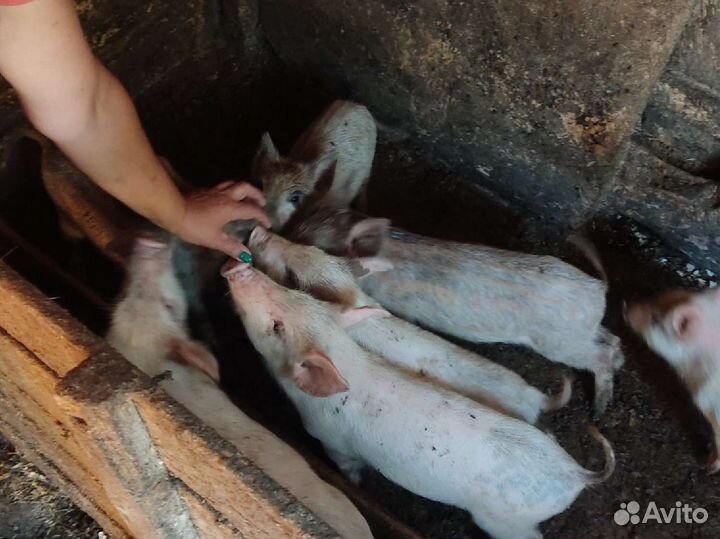 Хрюшки, баран- продажа, обмен