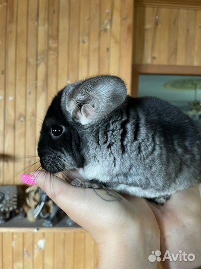 Шиншилла черный бархат