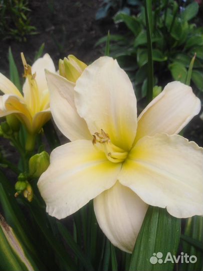 Лилейники, ирисы