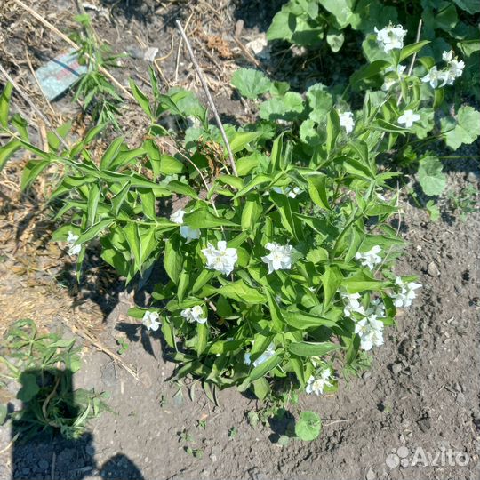 Жасмин чубушник