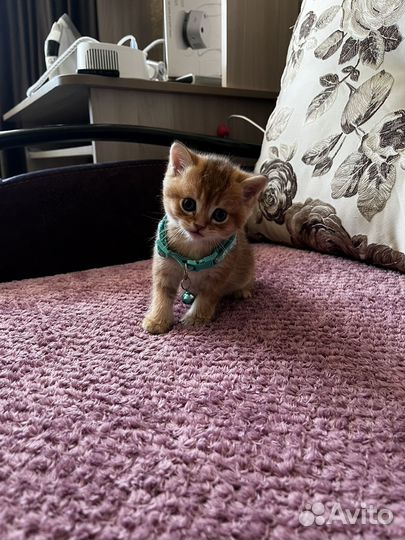 Золотые шотландские котята