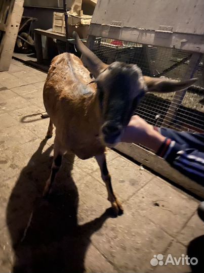 Козы дойные