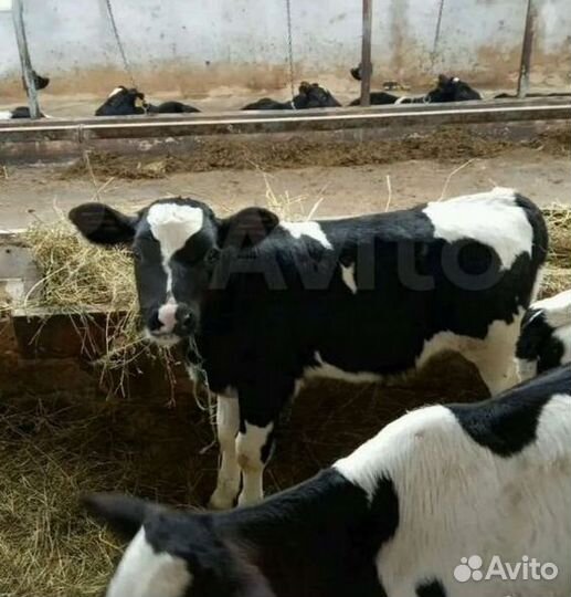 Телята бычки