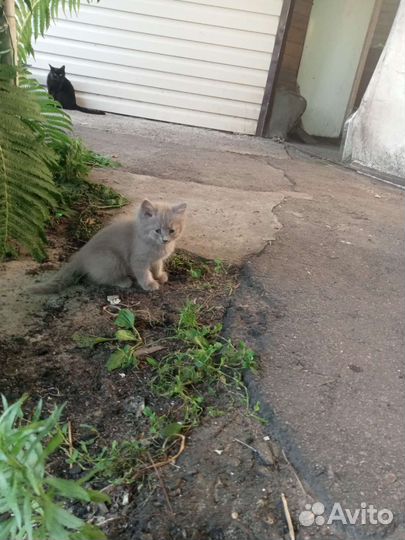 Отдам бесплатно котят
