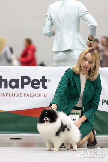 Грумер стрижка собак