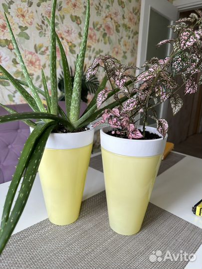 Кашпо для цветов стеклянные