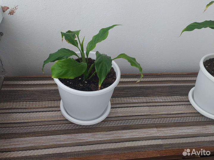 Спатифиллум